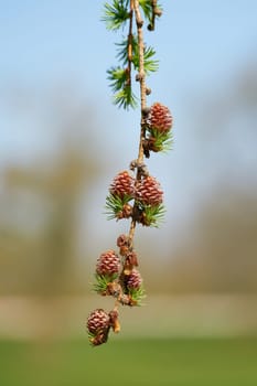 Young female cones of a Japanese larch (Larix kaempferi) in spring in a park near Magdeburg in Germany