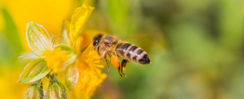 Animal flying to pollination. Important insect for environment ecology ecosystem. Awareness of nature climate change sustainability.
