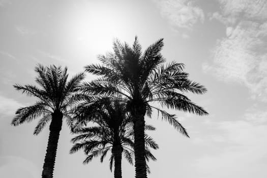 Sun light shines through leaves of palm. Beautiful wanderlust travel journey symbol for vacation trip to southern holiday dream island