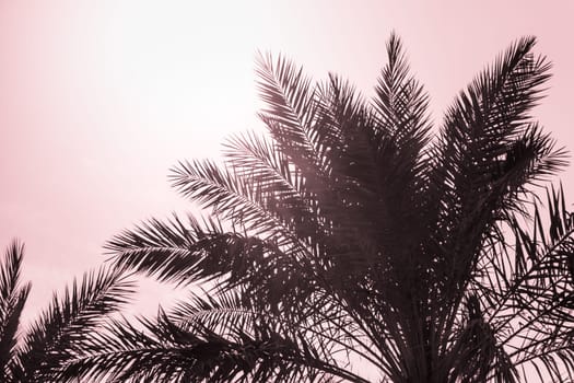 Sun light shines through leaves of palm. Beautiful wanderlust travel journey symbol for vacation trip to southern holiday dream island