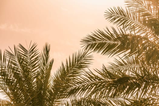 Sun light shines through leaves of palm. Beautiful wanderlust travel journey symbol for vacation trip to southern holiday dream island
