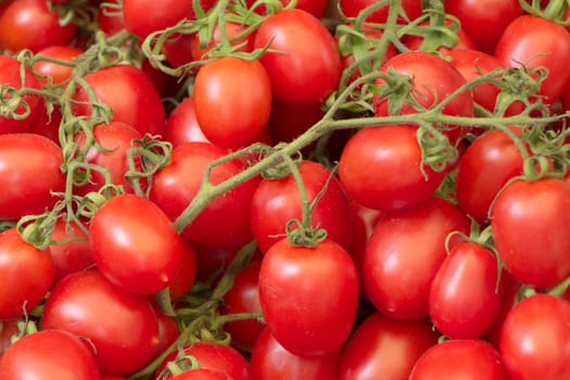 Group of organic nature solanum tomato food and ketchup ingredient. Delicious fresh and juicy vegetables from farming agriculture.