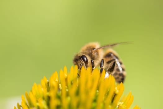 Animal sitting for pollination. Important insect for environment ecology ecosystem. Awareness of nature climate change sustainability.