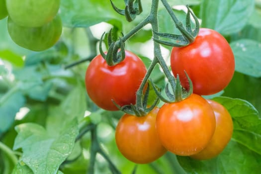 Delicious fresh and juicy vegetables from farming agriculture. Organic nature solanum food with summer plant growth to autumn harvest.