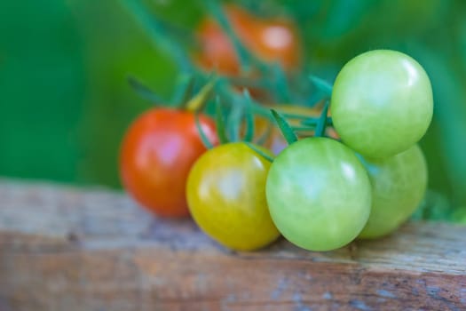Delicious fresh and juicy vegetables from farming agriculture. Organic nature solanum food with summer plant growth to autumn harvest.