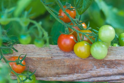Delicious fresh and juicy vegetables from farming agriculture. Organic nature solanum food with summer plant growth to autumn harvest.