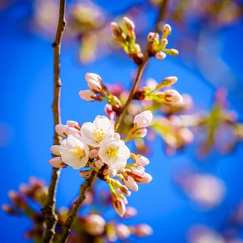 First blooms of Yoshino Cherry Tree in spring