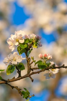 beautiful tree an Apple tree in flower on the green grass with the sun and blue sky - detail photo
