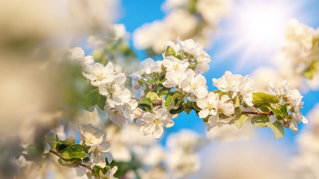 beautiful tree an Apple tree in flower on the green grass with the sun and blue sky - detail photo