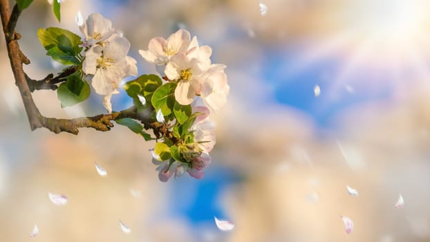 beautiful tree an Apple tree in flower on the green grass with the sun and blue sky - detail photo