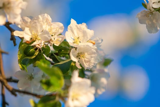 beautiful tree an Apple tree in flower on the green grass with the sun and blue sky - detail photo