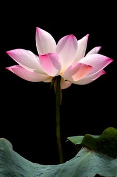 beautiful pink waterlily