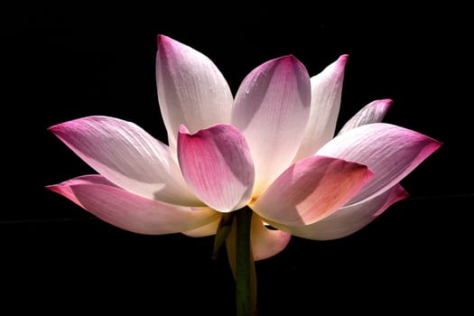 beautiful pink waterlily