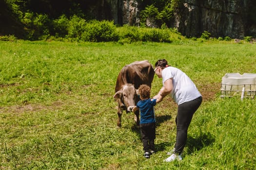 Young boy feeding cow with grass. Mother explains to the little child how to feed the calf. Copy space, Selective focus.