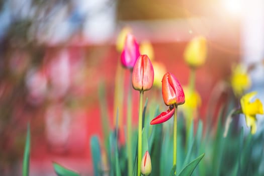 Beautiful spring time flower scenery with colorful blossoms and tulips