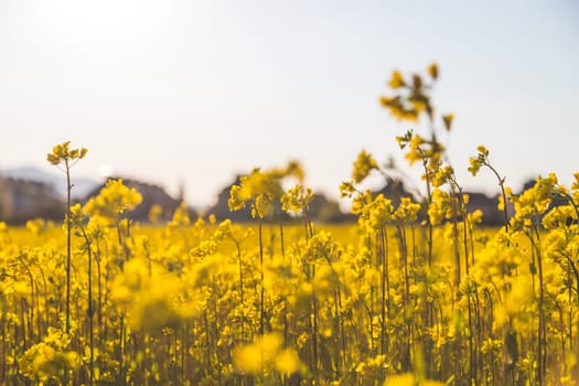 Canola field scenery at sundown, blooming ears