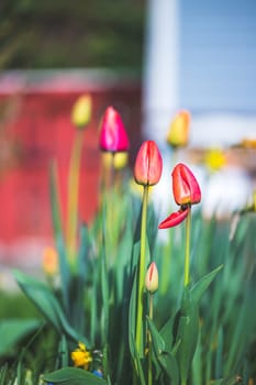 Beautiful spring time flower scenery with colorful blossoms and tulips
