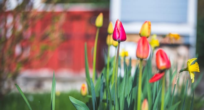 Beautiful spring time flower scenery with colorful blossoms and tulips