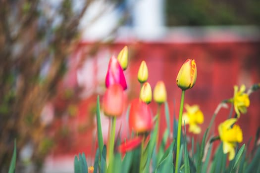 Beautiful spring time flower scenery with colorful blossoms and tulips