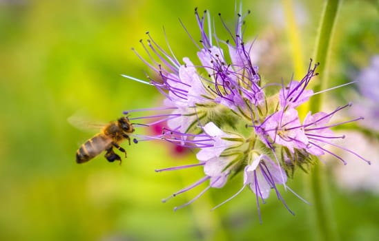 Honey Bee collecting pollen from a Phacelia flower