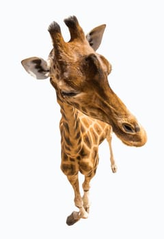 Giraffe seen from above