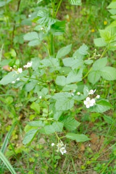 Blackberry flowers blooming in the wild forest.