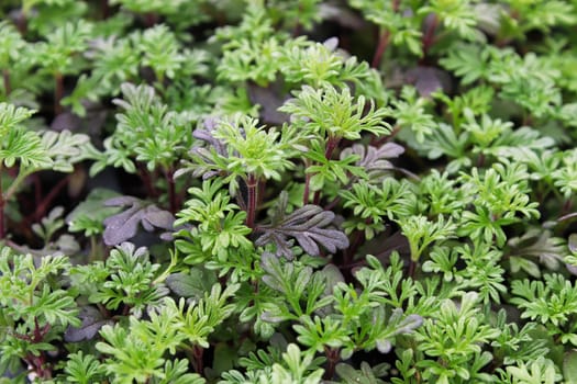 Tiny green seedling plants of verbena flowers growing.