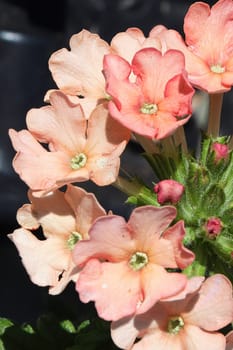 Vertical macro of a cluster of peach verbena flowers.