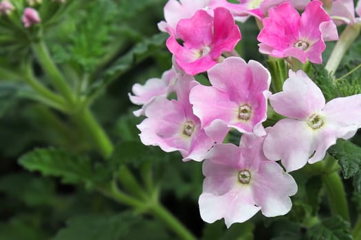 Macro of pink and white delicate verbena flowers.