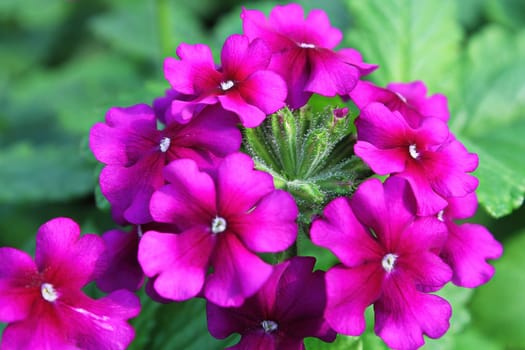 Macro of magenta pink verbena blossoms in bloom.