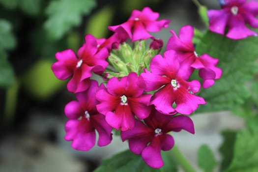 Macro of magenta pink verbena blossoms in bloom.