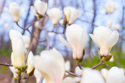 Beautiful magnolia bloosom tree flowers in hte spring
