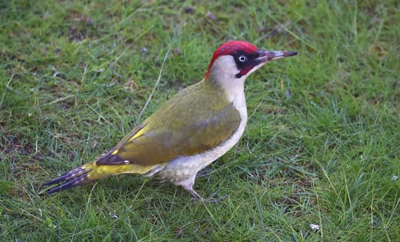 Green woodpecker is looking for ants