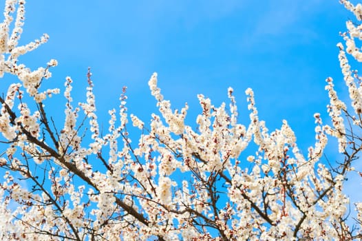 Spring tree blossom with blue sky in the background