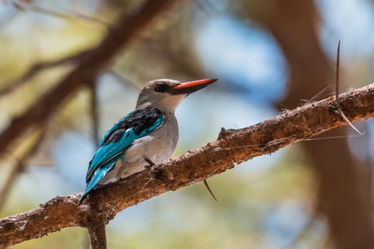 beautiful bird woodland kingfisher perched on tree branch, Halcyon senegalensis, Lake Chamo, Ethiopia, Africa wildlife