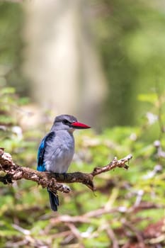 beautiful bird woodland kingfisher perched on tree branch, Halcyon senegalensis, Lake Chamo, Ethiopia, Africa wildlife