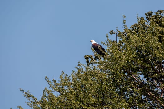 African Fish Eagle perched on tree, Haliaeetus vocifer, large species of eagle found throughout sub-Saharan Africa, Chamo lake, Ethiopia Africa wildlife