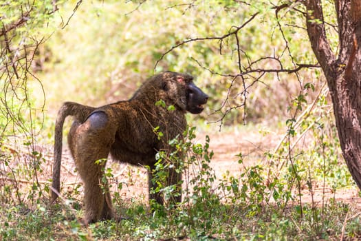 chacma baboon, papio ursinus, injured alpha male after a fight for a female. Chacma is strong and big african monkey. Chamo lake, Ethiopia Africa wildlife