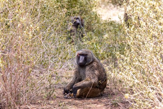 chacma baboon, papio ursinus, injured alpha male after a fight for a female. Chacma is strong and big african monkey. Chamo lake, Ethiopia Africa wildlife