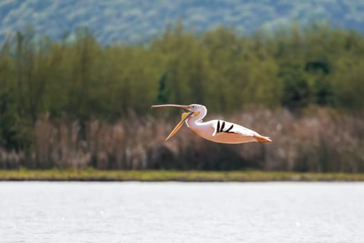 bird great White Pelicans, Pelecanus onocrotalus, flying over the water on Chamo Lake in Arba minch, Ethiopia, Africa wildlife