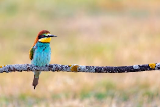 Exotic bird with beautiful beautiful feathers in spring