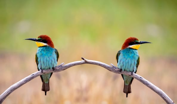 Colorful bee eater bird couple sitting on a branch in spring