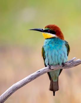Exotic bird with beautiful beautiful feathers in spring