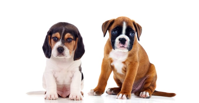Two beautiful doggies isolated on a white background