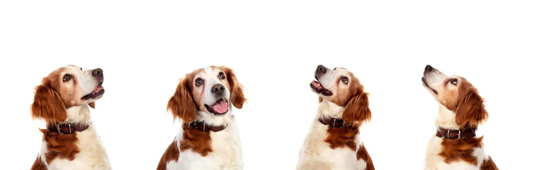 Four pensive equal dogs isolated on a white background
