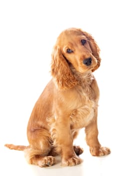 Small cocker spaniel dog with a beautiful blonde hair isolated on a white background