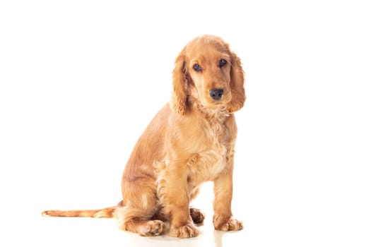 Small cocker spaniel dog with a beautiful blonde hair isolated on a white background