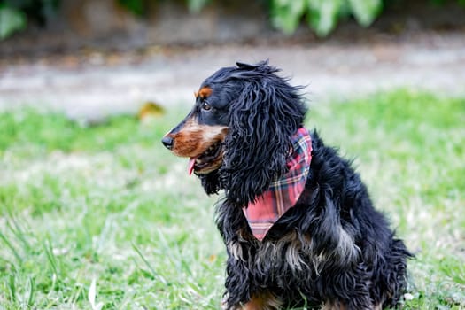 Adorable black Cocker Spaniel outside  wearing a collar wiht a pink bone