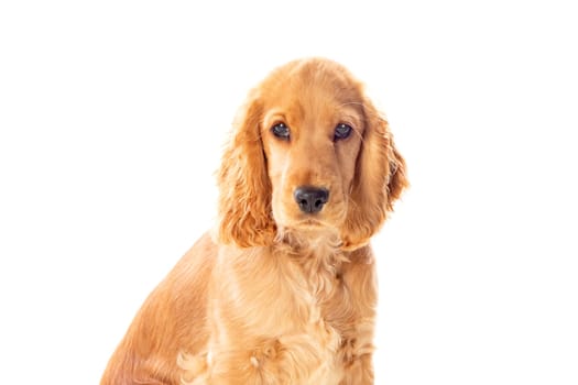 Small cocker spaniel dog with a beautiful blonde hair isolated on a white background