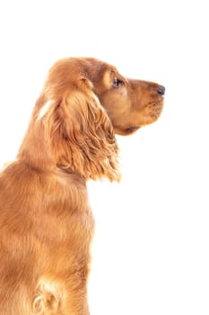Small cocker spaniel dog with a beautiful blonde hair isolated on a white background